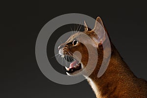 Closeup Portrait of Meowing Abyssinian cat on black background