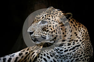 A closeup portrait of mesmerizing leopard