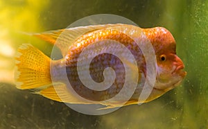 Closeup portrait of a midas cichlid, a popular tropical fish from the San Jaun river in Costa Rica photo