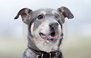 Closeup portrait of a mongrel dog