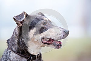 Closeup portrait of a mongrel dog