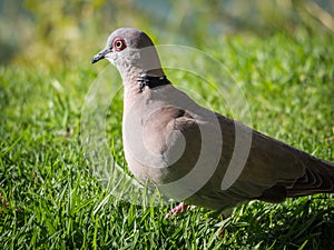 Closeup portrait of Mourning dove or Streptopelia decipiens on green grass, Namibia, Africa