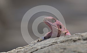 closeup portrait of mwanza flat headed rock agama lizard resting on a rock in the wild serengeti national park, tanzania