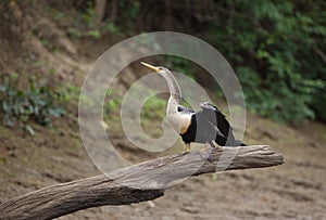 Closeup portrait of Neotropic Cormorant Phalacrocorax brasillianus spreading wings sunbaking on log, Bolivia