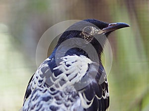 Elegant lovely Regent Honeyeater.