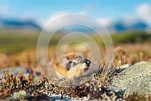 Closeup portrait of a Norwegian lemming outdoors in Rondane national park