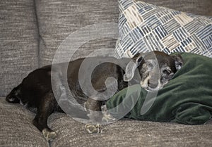 Closeup portrait of an old labrador retriever mix sleeping on a couch