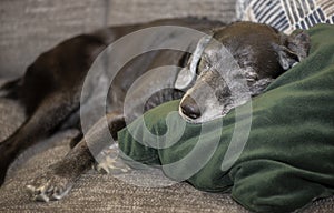 Closeup portrait of an old labrador retriever mix sleeping on a couch 2