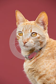 closeup portrait of an orange cat with beautiful eyes on red background