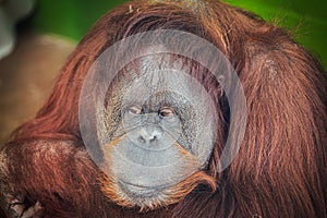 Closeup portrait of an orangutan in a zoo.