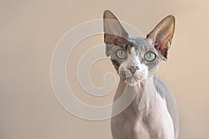Closeup portrait of a pet of the  Sphynx cat against beige background