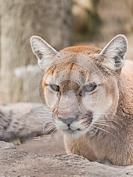 A closeup portrait photograph of a wild puma mountain lion or cougar with soft cream colored fur and blurred bokeh background
