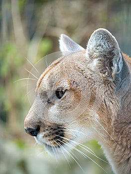 A closeup portrait photograph of a wild puma mountain lion or cougar with soft cream colored fur and blurred bokeh background