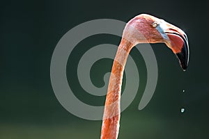 Closeup portrait of pink flamingo
