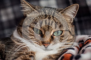 Closeup portrait of a pockmarked cat with green eyes photo