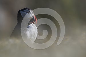 A closeup portrait of a puffin