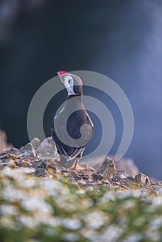 A closeup portrait of a puffin