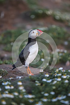 A closeup portrait of a puffin