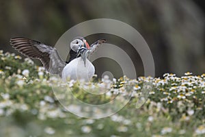 A closeup portrait of a puffin with fish in beak