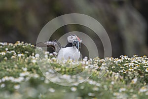 A closeup portrait of a puffin with fish in beak