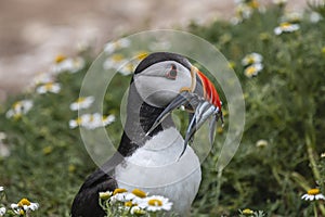 A closeup portrait of a puffin with fish in beak