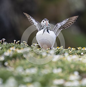 A closeup portrait of a puffin with fish in beak