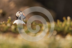 A closeup portrait of a puffin with fish in its mouth