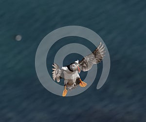 A closeup portrait of a puffin in flight