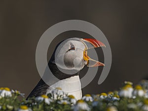 A closeup portrait of a puffin with its beak open