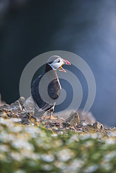 A closeup portrait of a puffin with its beak open