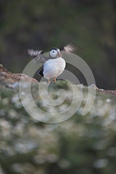 A closeup portrait of a puffin  with wings flapping