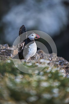 A closeup portrait of a puffin  with wings flapping photo