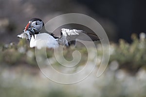 A closeup portrait of a puffin with wings open and fish in mouth