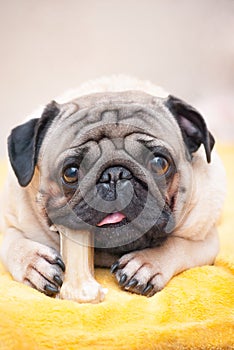 Closeup portrait a pug dog who chews his favorite treat bone.