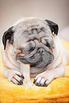 Closeup portrait a pug dog who chews his favorite treat bone.