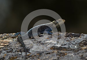 Closeup portrait of a Rainbow Agama Agama agama sunbaking on rocks Lake Tana, Ethiopia