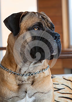 Closeup portrait of a rare breed of dog - South African Boerboel.