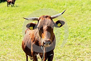 Closeup portrait of a red. brown cow looking at camera, at eco organic farm