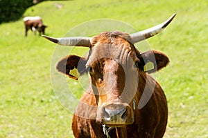 Closeup portrait of a red. brown cow looking at camera, at eco organic farm