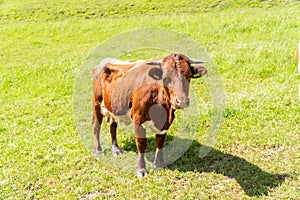 Closeup portrait of a red. brown cow looking at camera, at eco organic farm