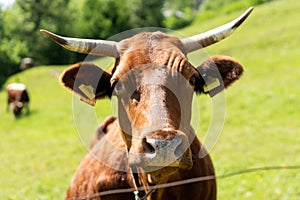 Closeup portrait of a red. brown cow looking at camera, at eco organic farm