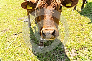 Closeup portrait of a red. brown cow looking at camera, at eco organic farm