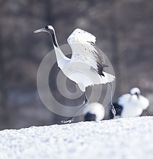 A closeup portrait of a red crowned crane in Hokkaido , Japan
