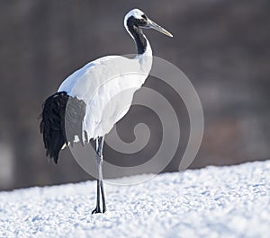 A closeup portrait of a red crowned crane in Hokkaido , Japan