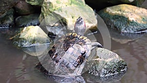 Closeup portrait of a red eared slider turtle climbing on a rock and looking around