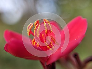 Closeup portrait of a Red flower Macro Shot in the garden