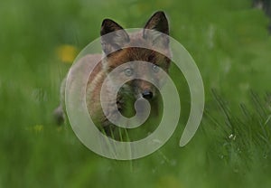 Closeup red fox cub