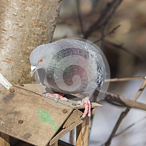 Closeup portrait of Rock Dove, Columba livia, at birdfeeder in forest, selective focus, shallow DOF