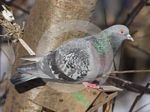 Closeup portrait of Rock Dove, Columba livia, at birdfeeder in forest, selective focus, shallow DOF