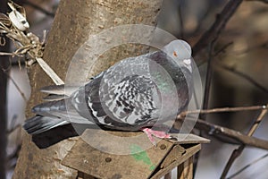 Closeup portrait of Rock Dove, Columba livia, at birdfeeder in forest, selective focus, shallow DOF